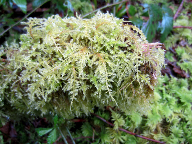 IMG_7846.JPG
