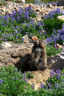 IMG_6677.jpg