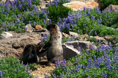 IMG_6682.jpg