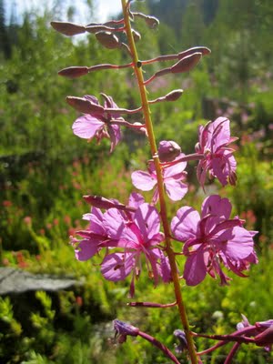 IMG_0872.JPG