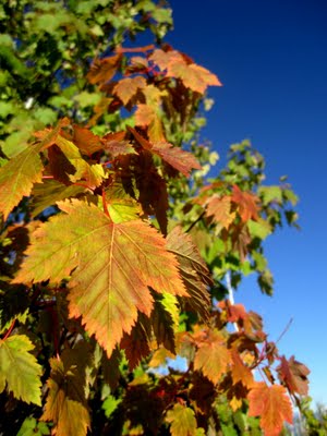 IMG_1855.JPG