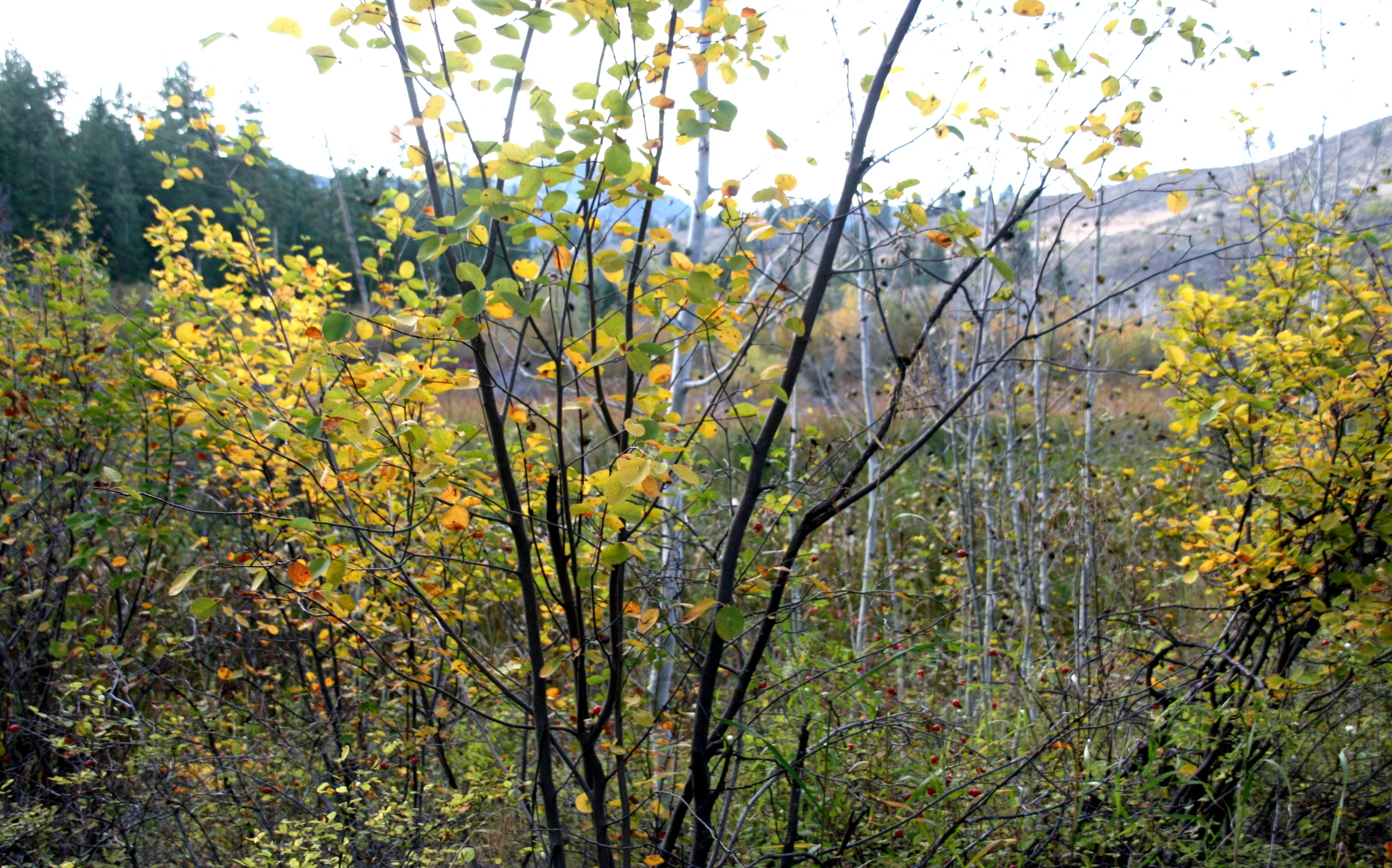 IMG_5818.JPG