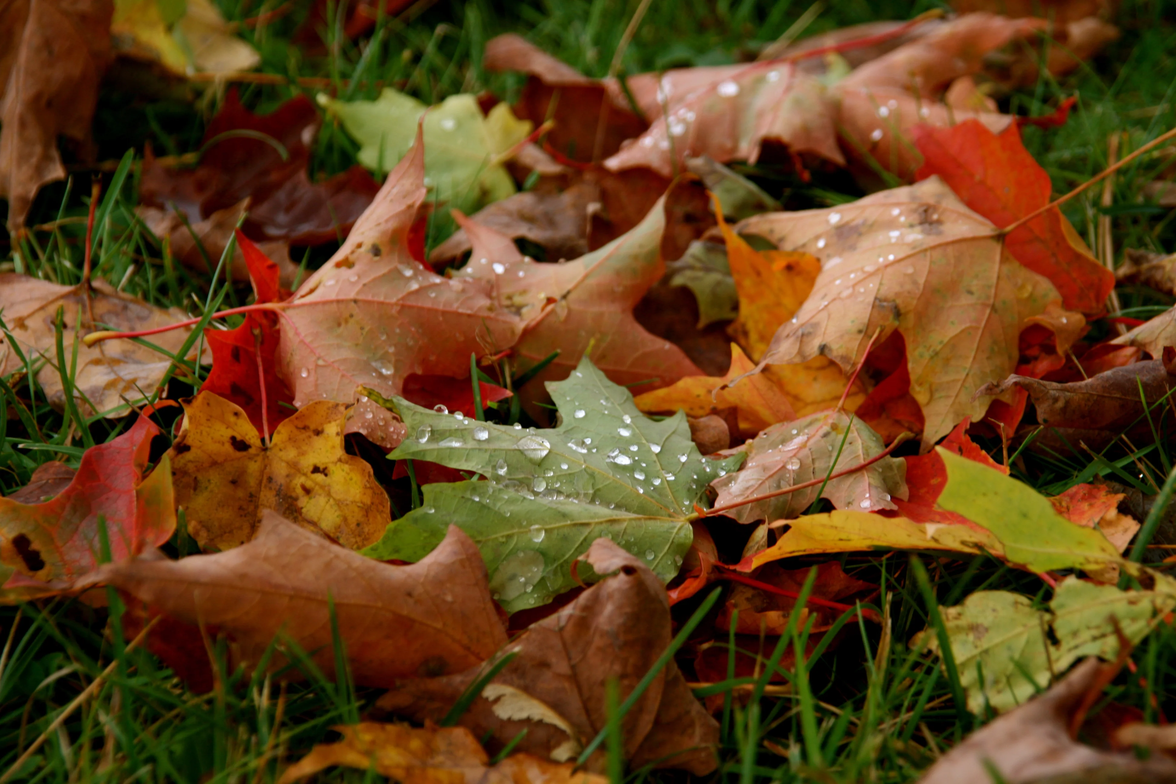 Take a Hike or two or three........