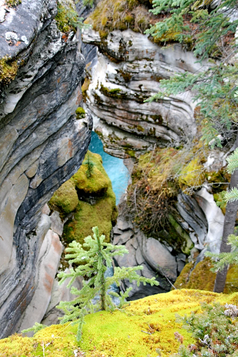 Athabasca Falls: Jasper National Park