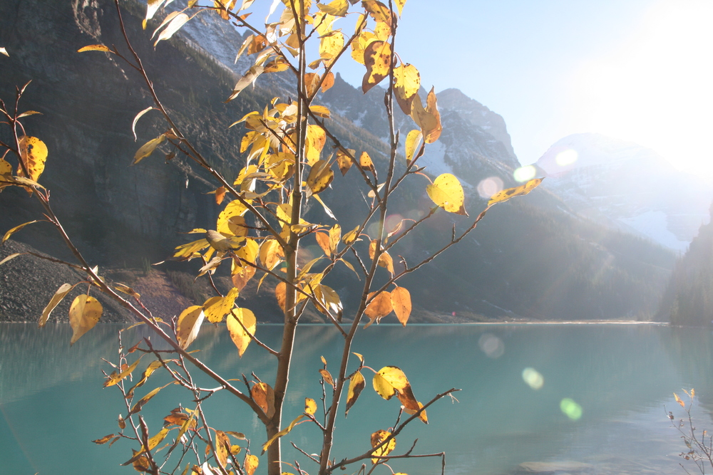 Lake Louise: Banff, Alberta