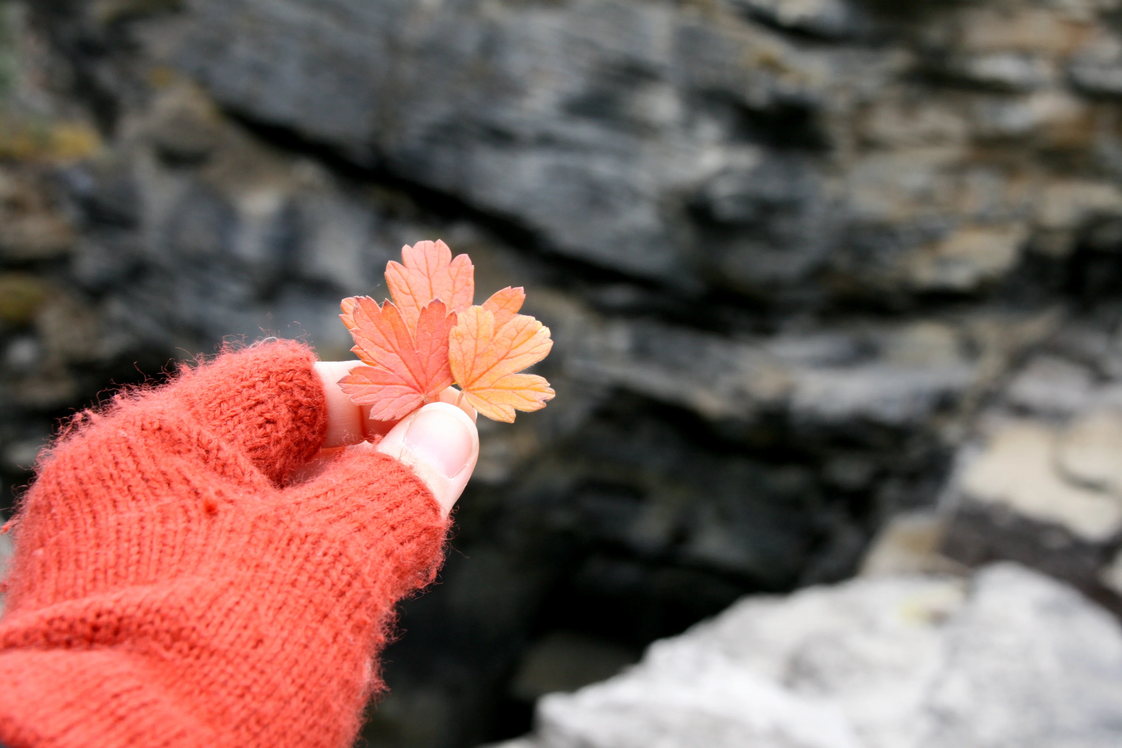 Why I blog....and a few links