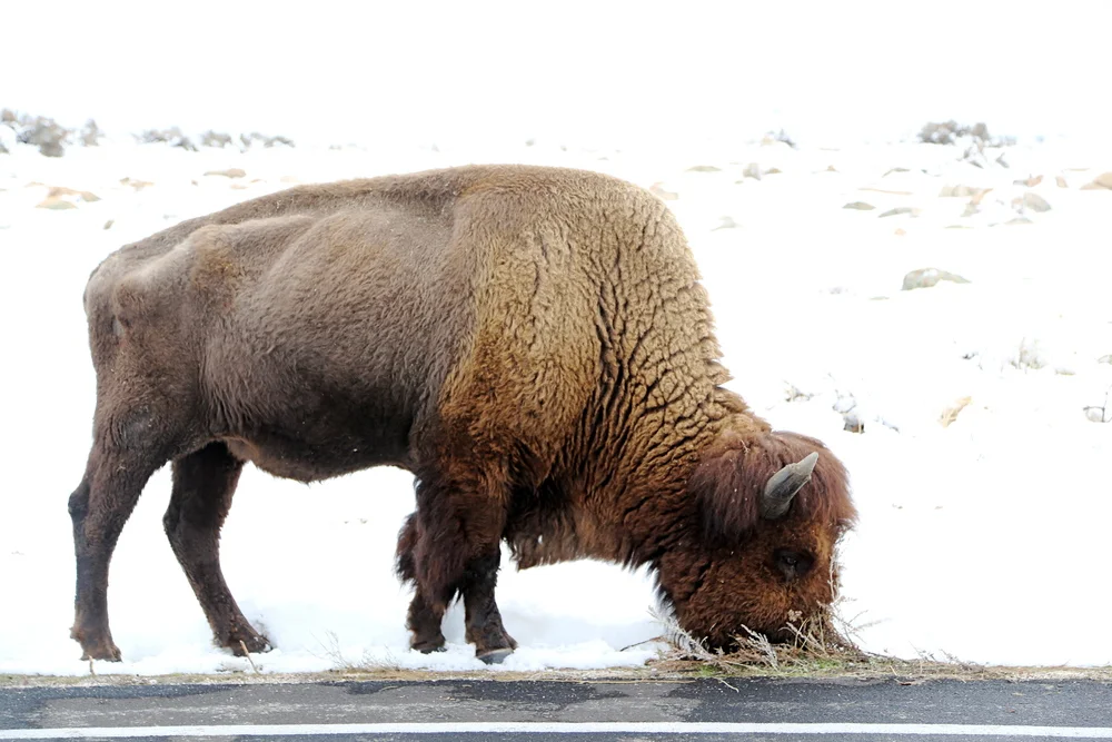 Day trip from SLC: Antelope Island