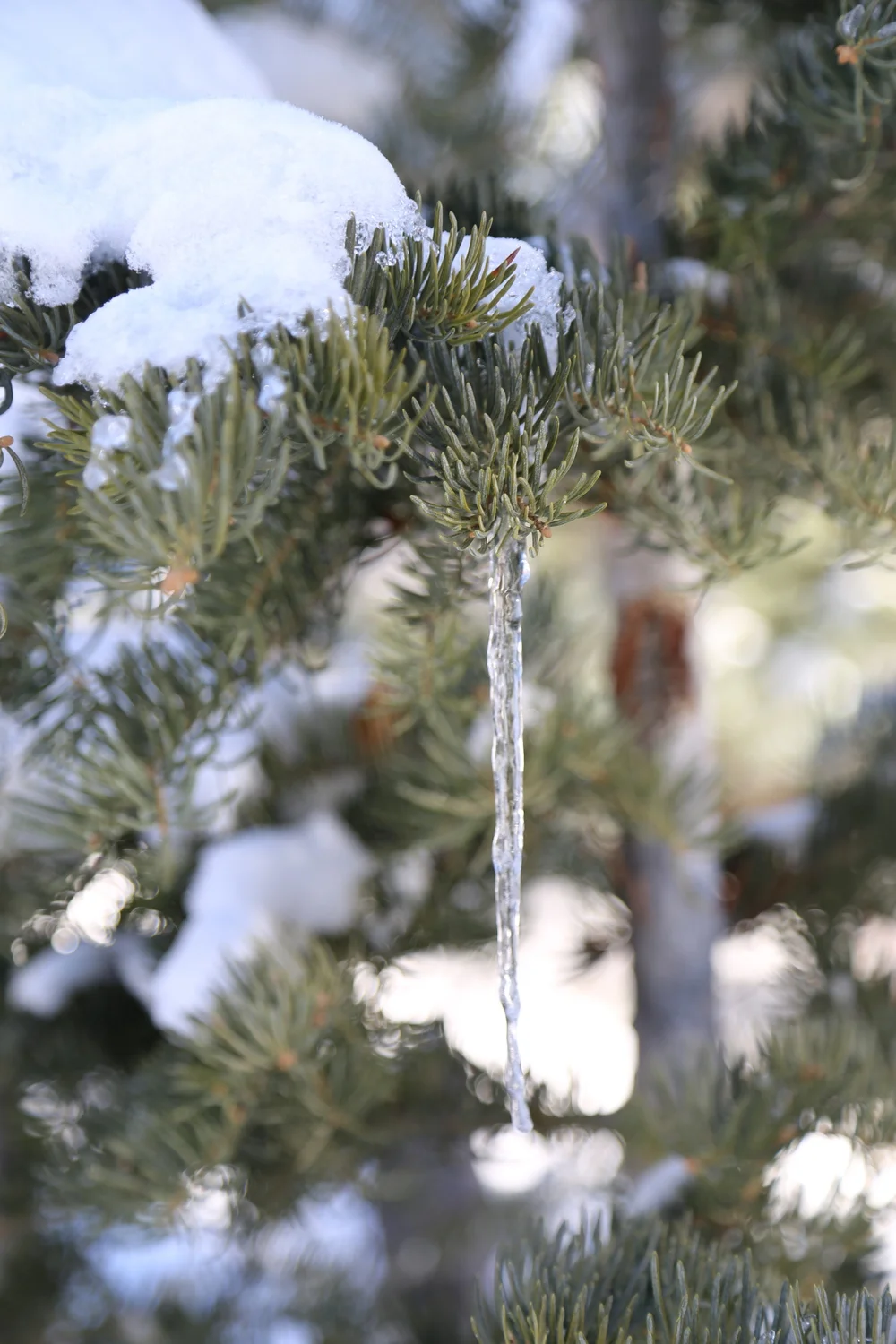 Snowshoeing to Dog Lake