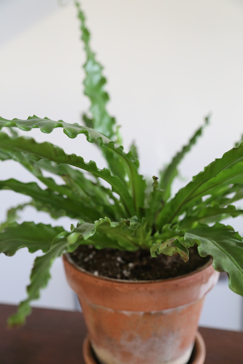 A home tour of gratitude