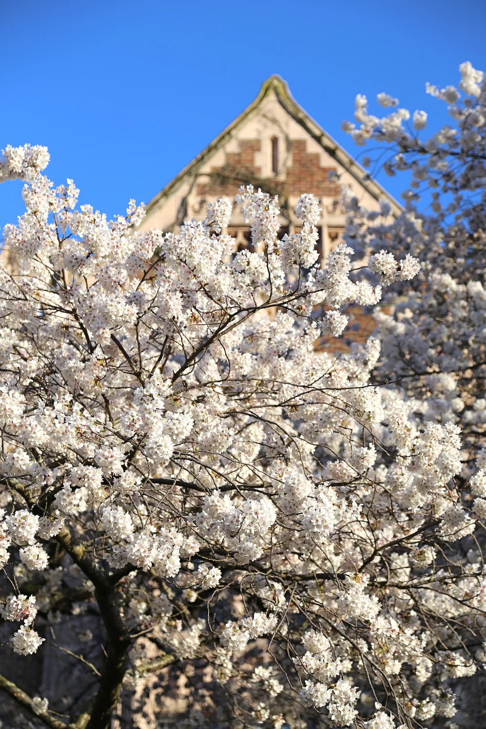 University of Washington cherry blossoms