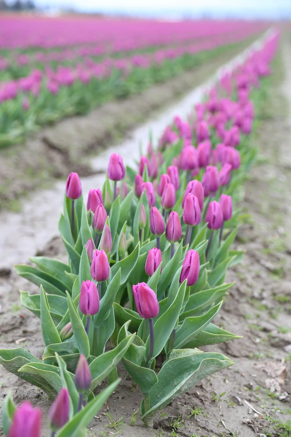 La Conner Tulip Festival