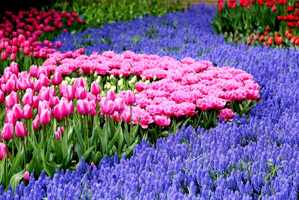 Keukenhof