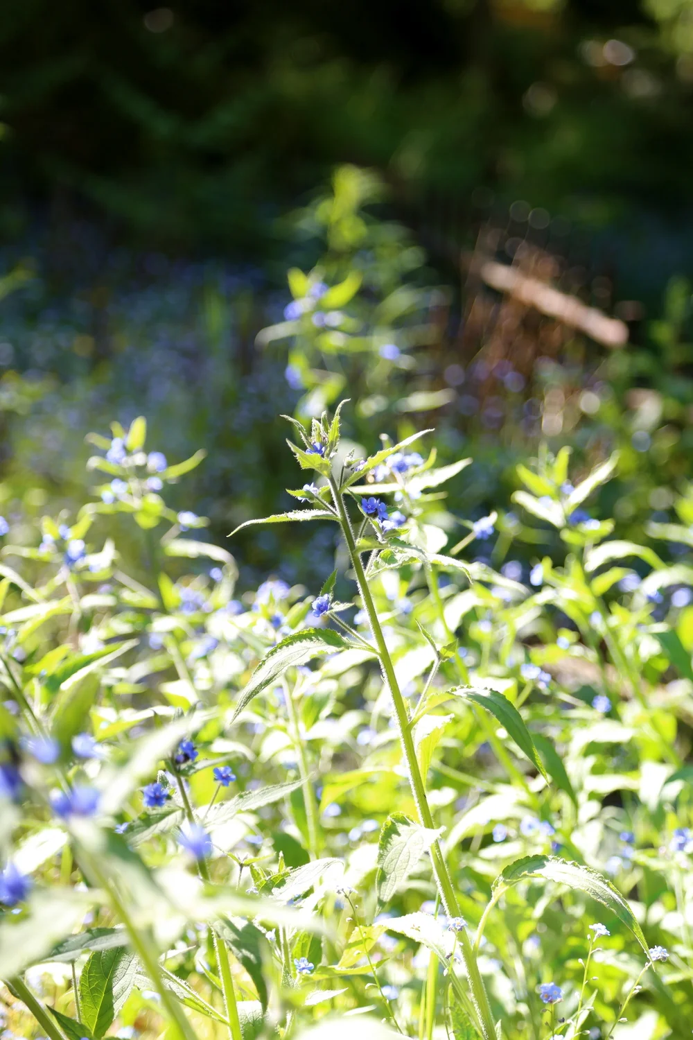 Auberge Edge of Seattle Inn and Cooking School