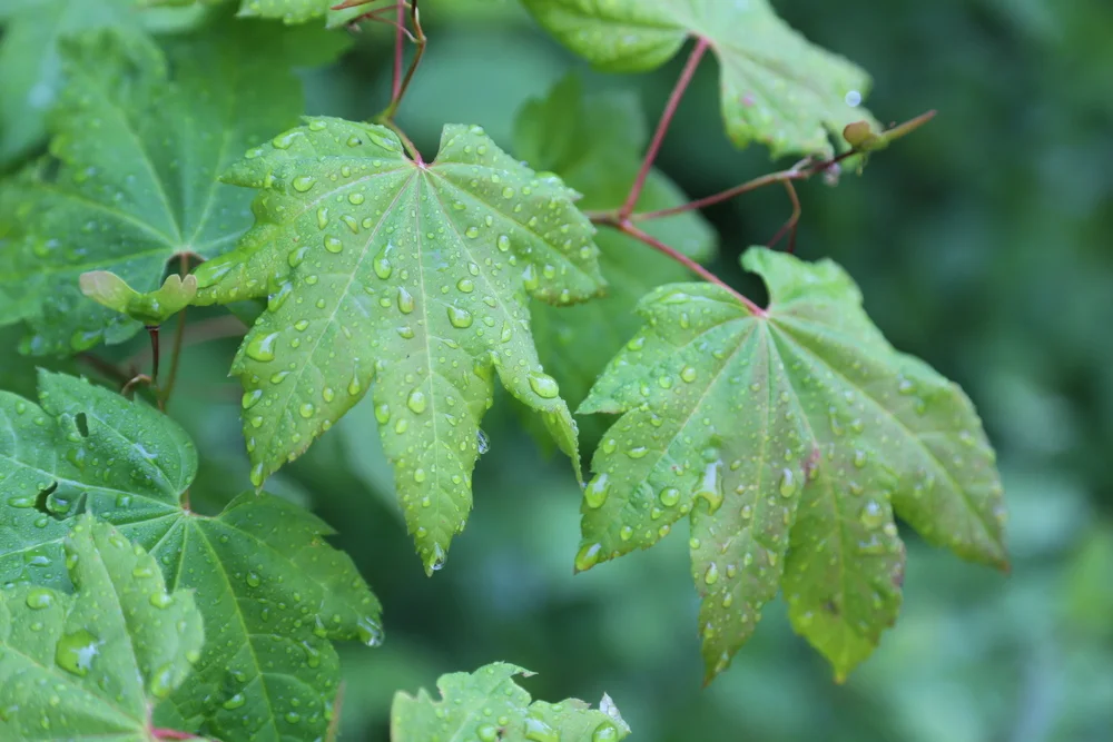 Inaugural camping trip