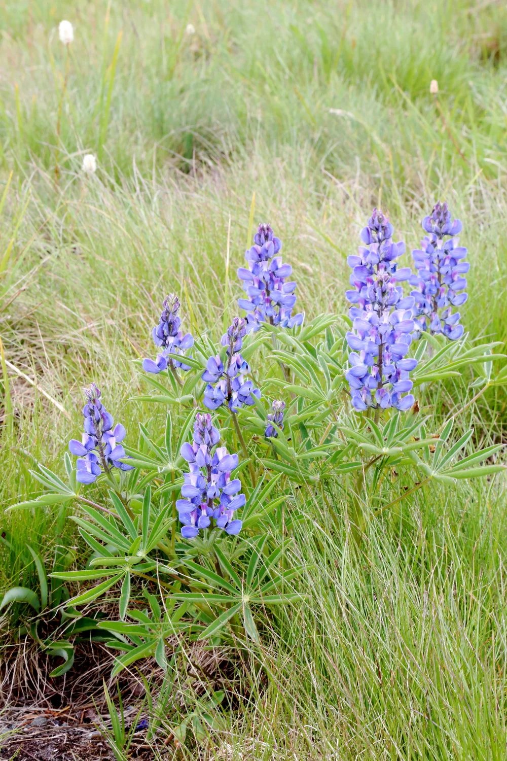 Hurricane Ridge