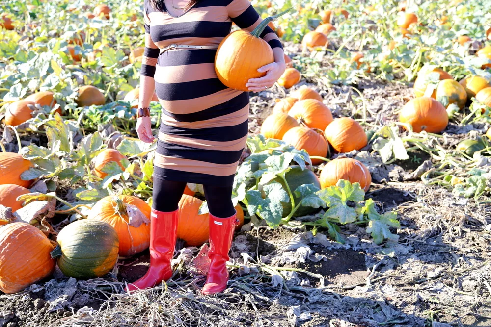 Carpinito Brother's Pumpkin Patch