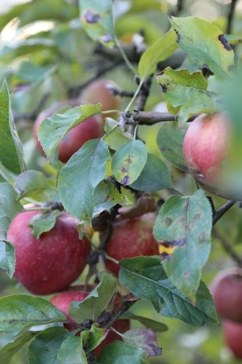 Apple Picking at Gordon Skagit