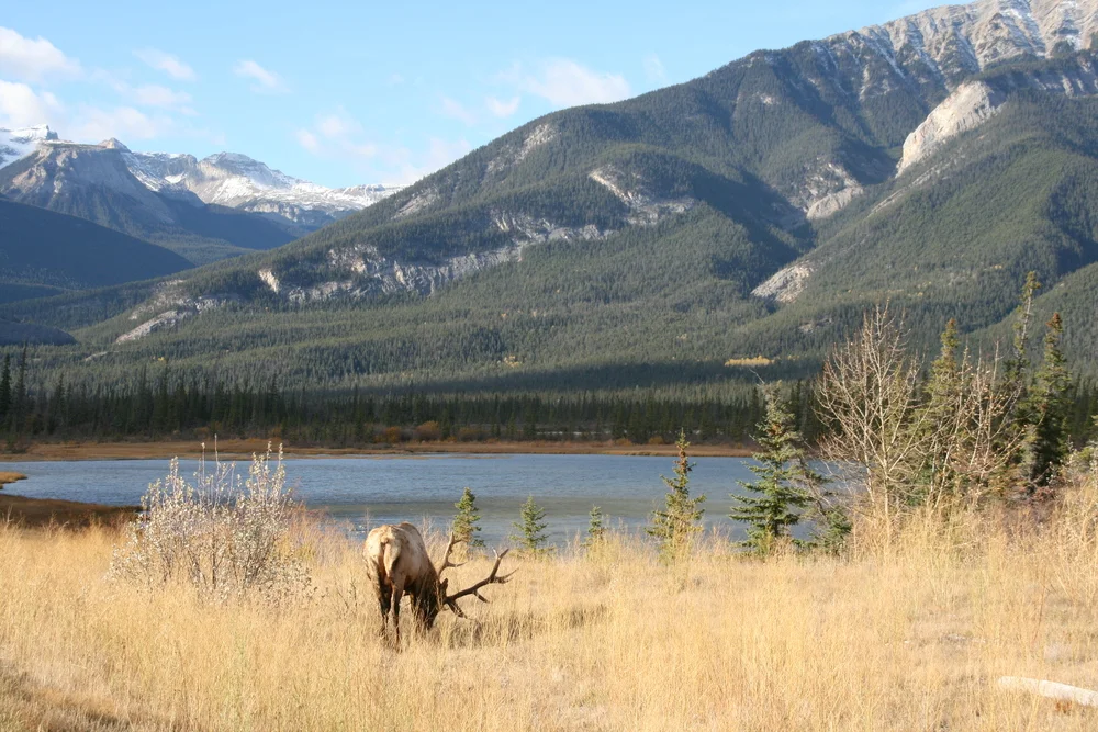 Jasper National Park