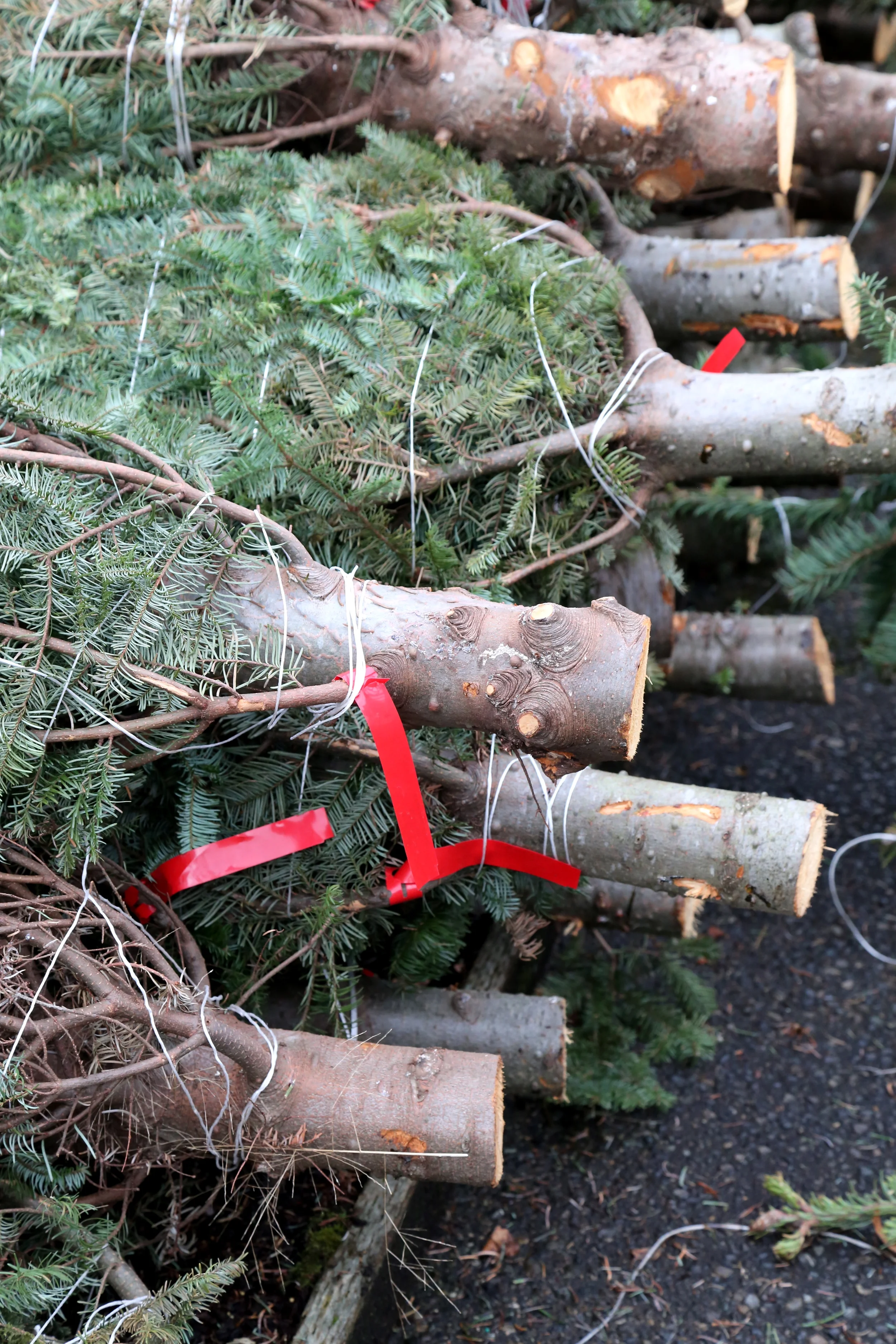 Christmas Tree Shopping