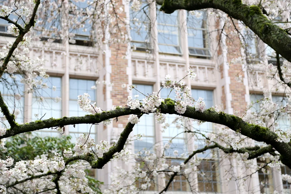 Cherry blossoms at the University of Washington