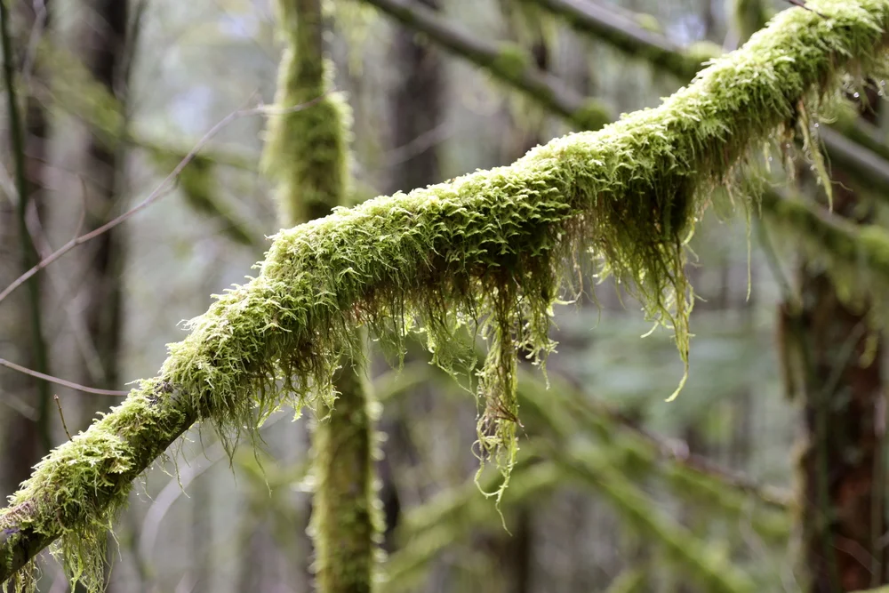 Hiking with a little one