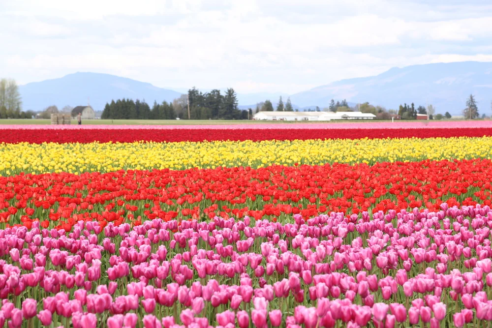 Skagit Valley Tulip Festival