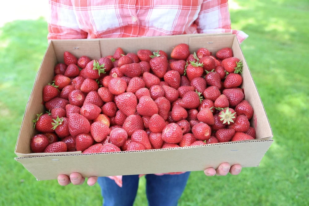 Strawberry Picking at Harvold's Berry Farm