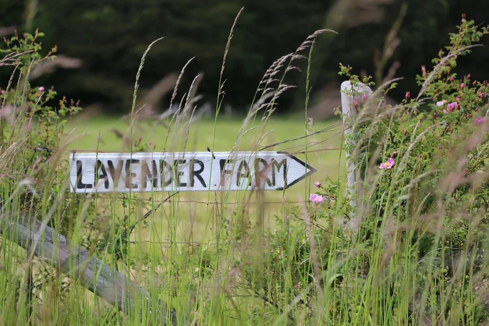 Pelindaba Lavender Farm