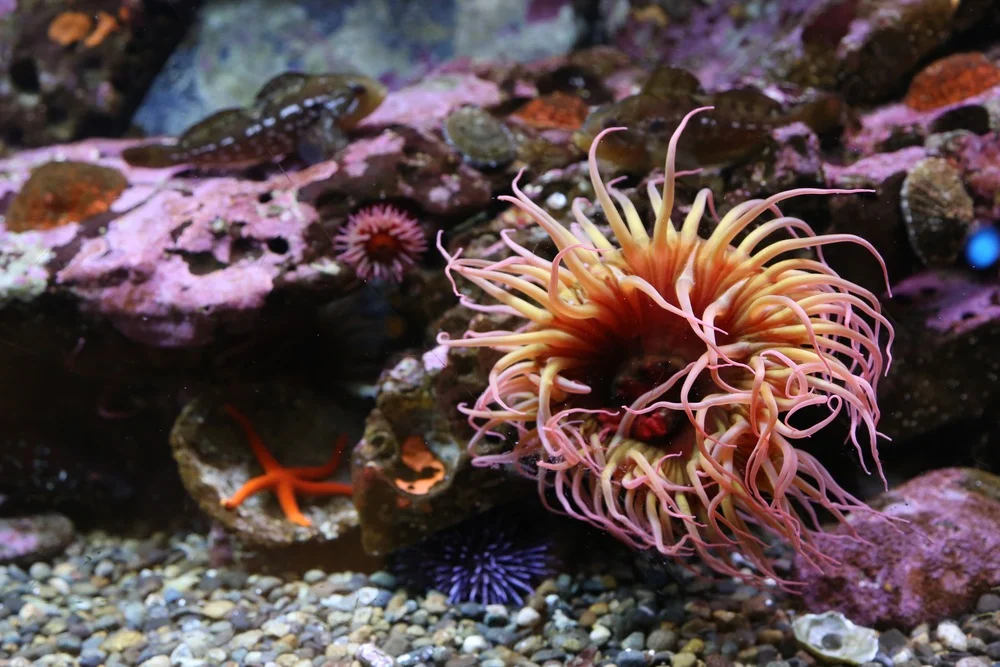 A birthday trip to the Seattle Aquarium