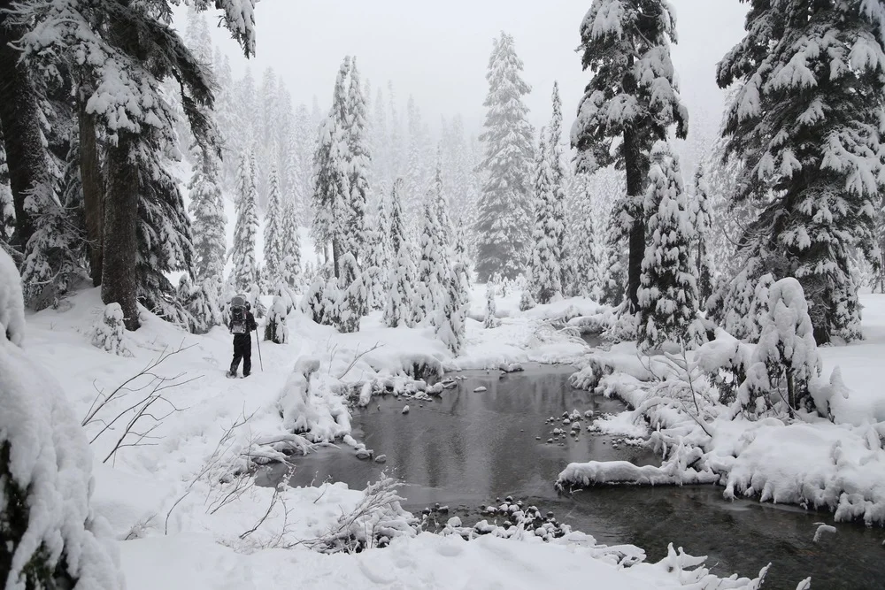 Wandering through the snow
