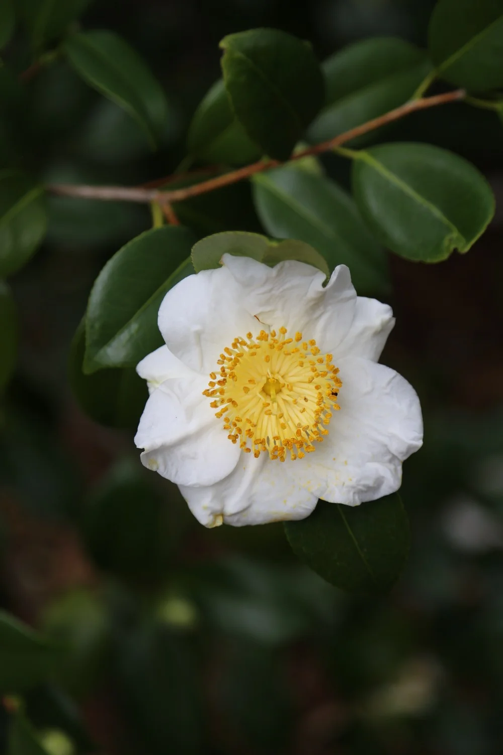 Washington Park Arboretum in the Winter