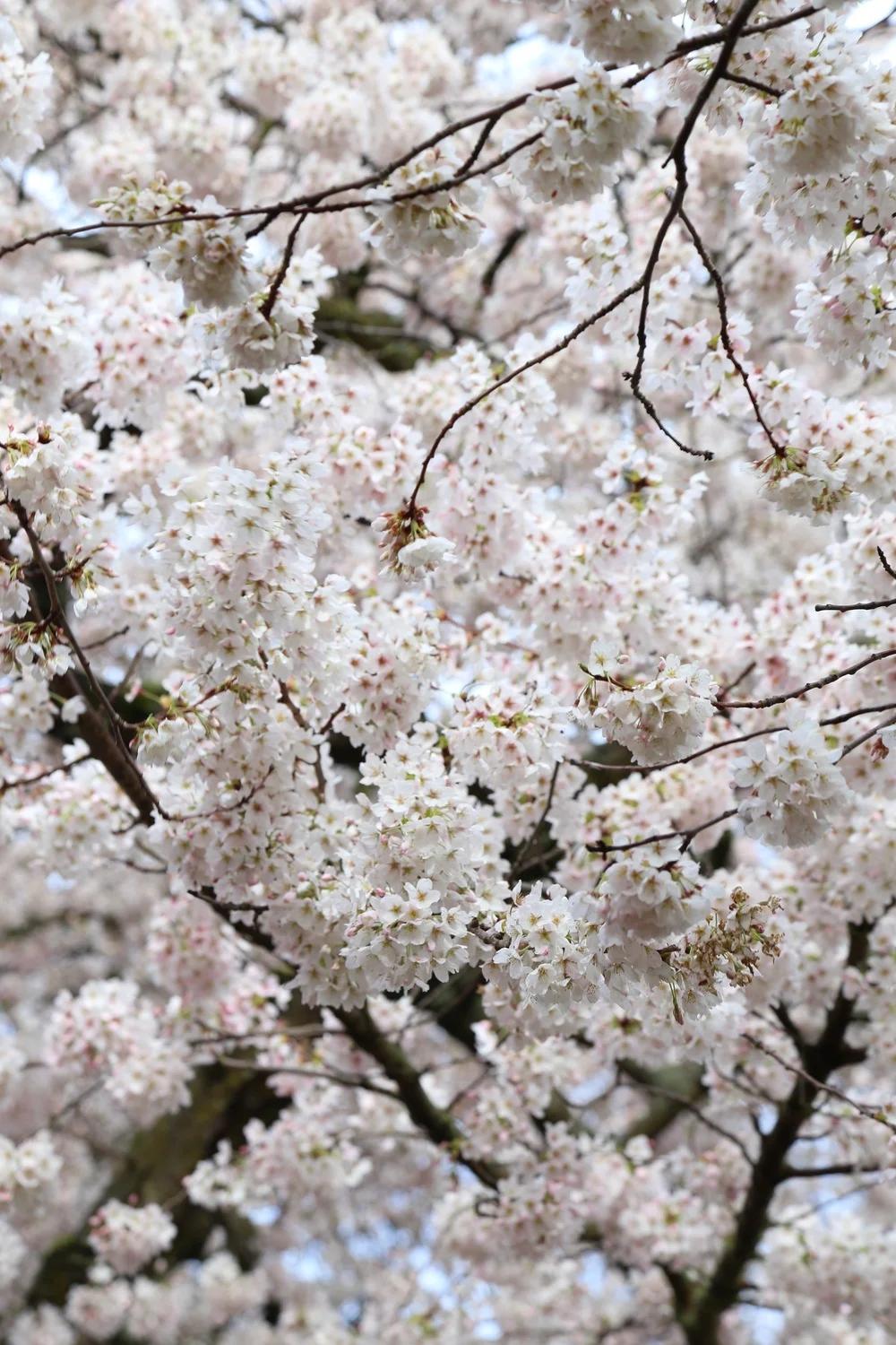 An annual tradition: Cherry blossoms at the University of Washington