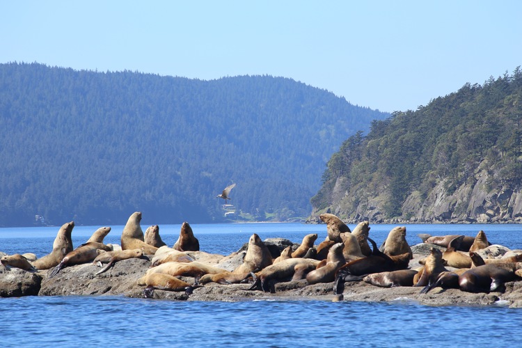 Whale watching with San Juan Safaris