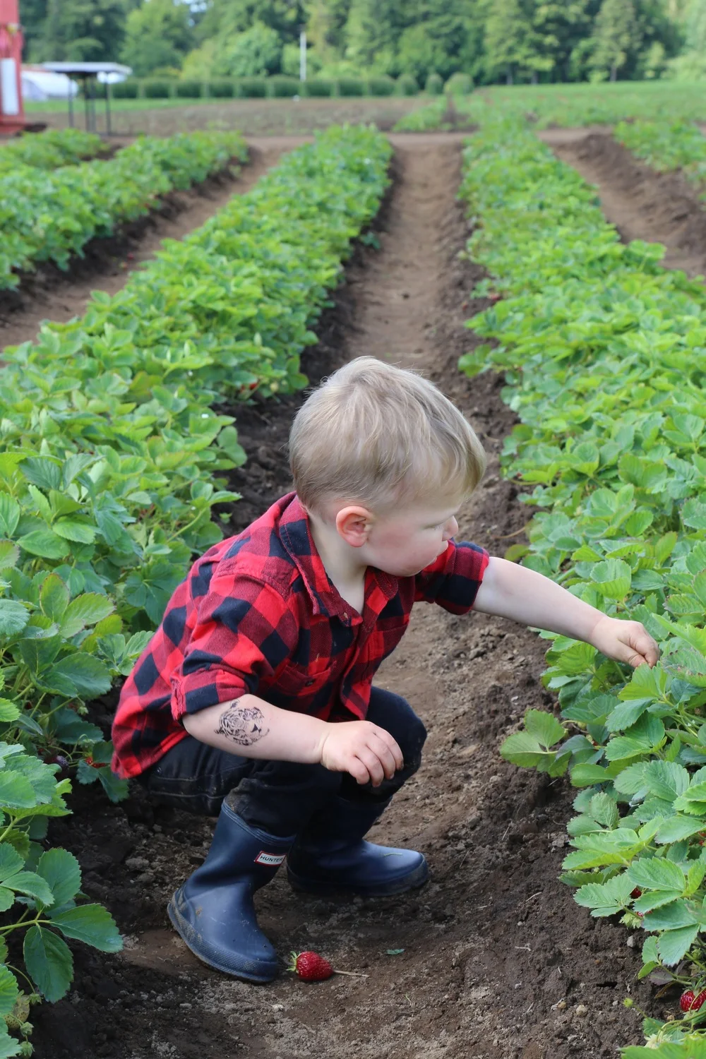 Strawberry picking at Boxx Berry Farm