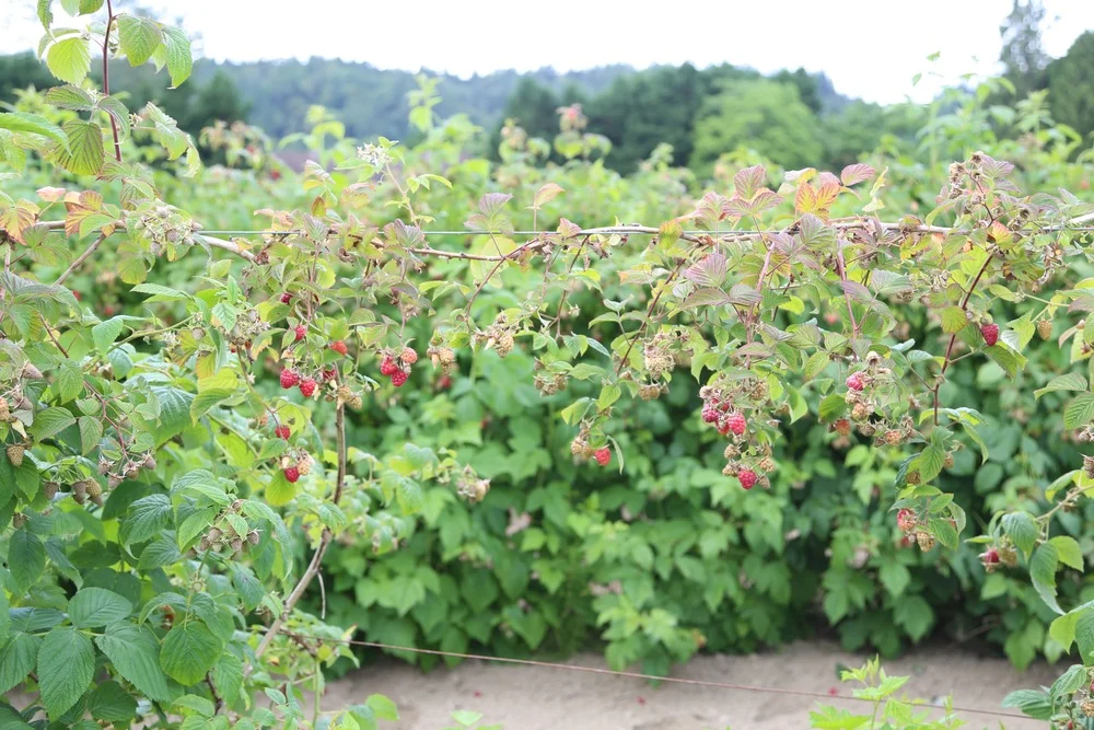 Raspberry picking at Harvold's