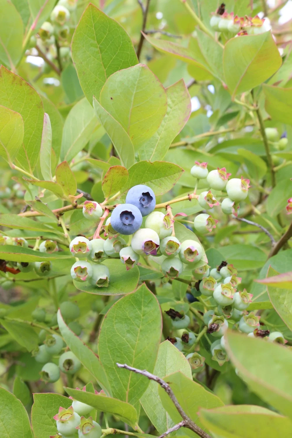 Picking our way through Summer