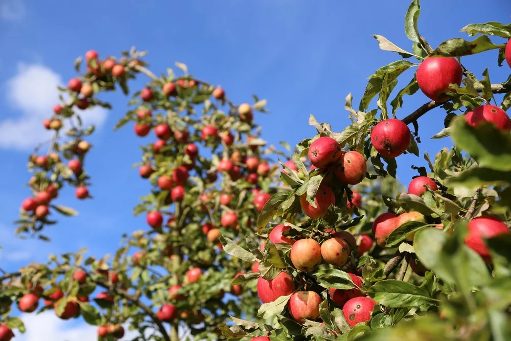Apple Picking at Jones Creek Farm