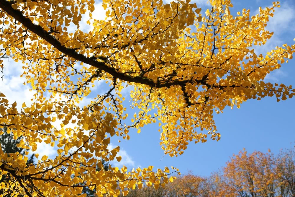 Seattle Japanese Garden at the Arboretum 