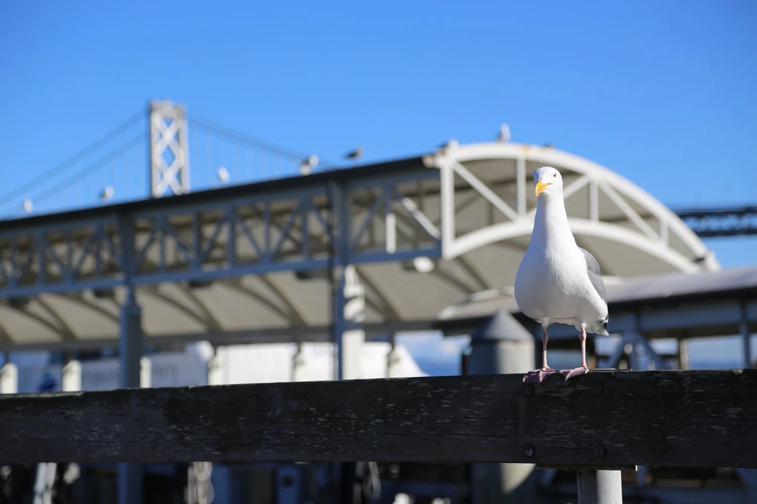 One week in San Francisco