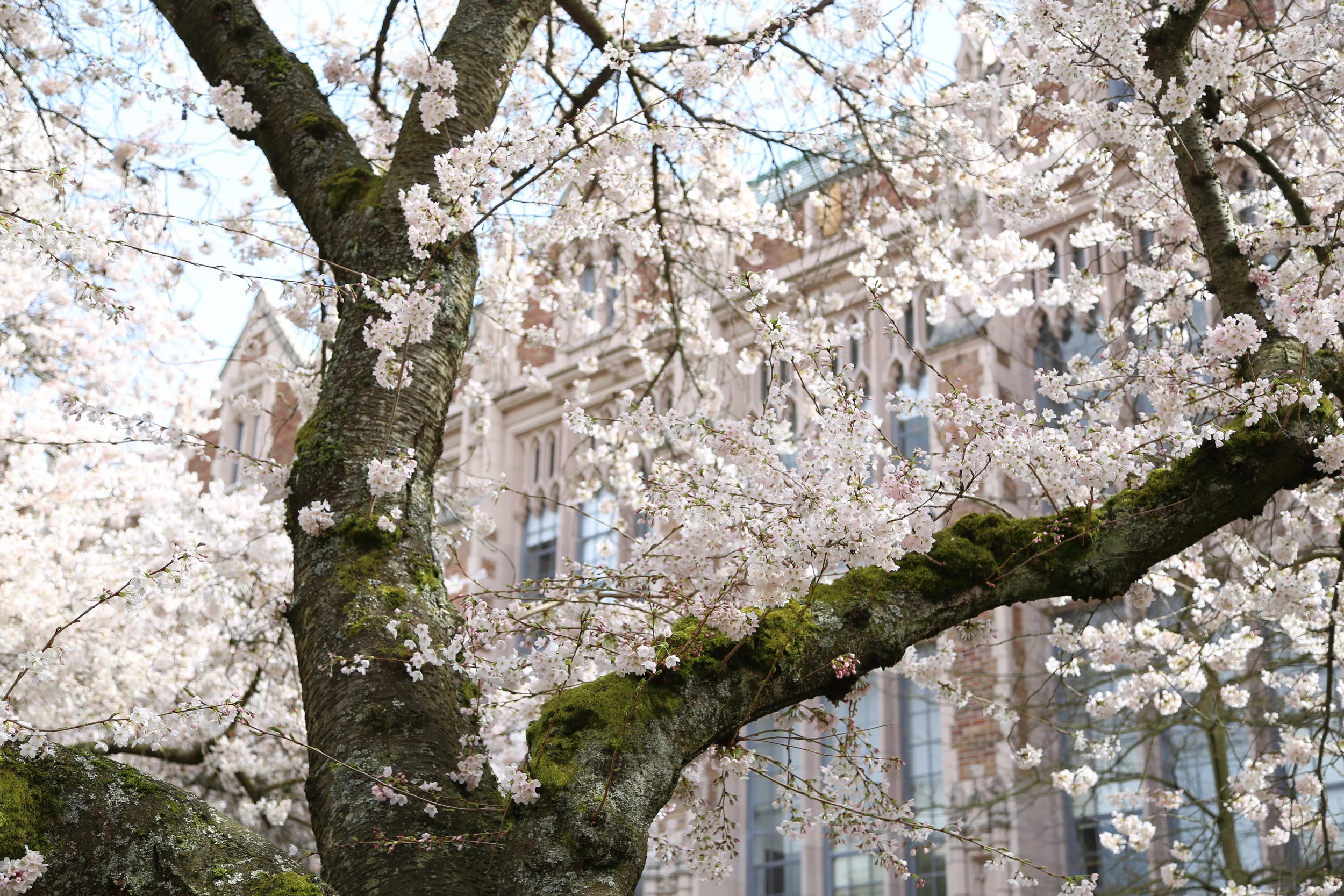 University of Washington Cherry Blossoms