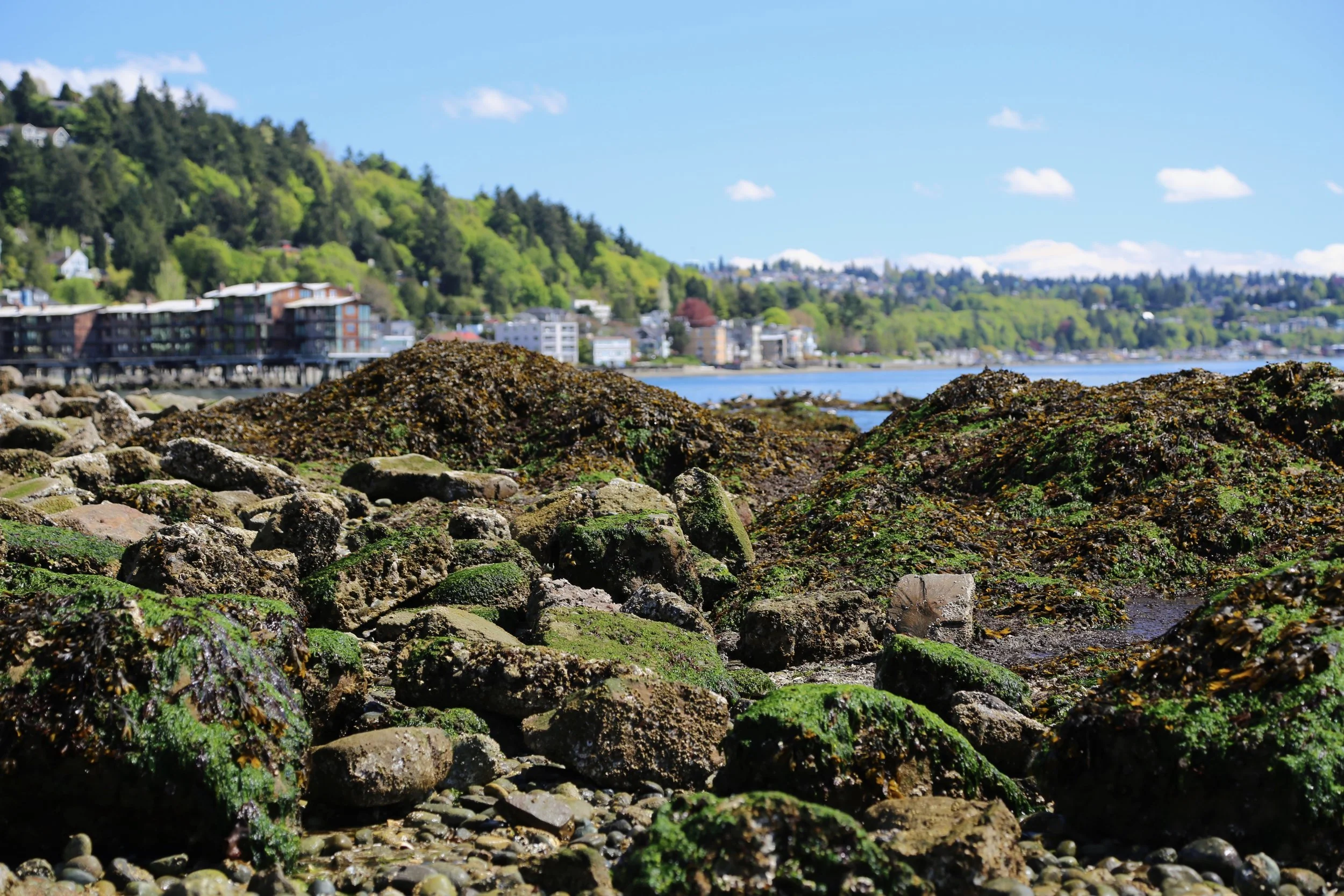 A West Seattle staycation