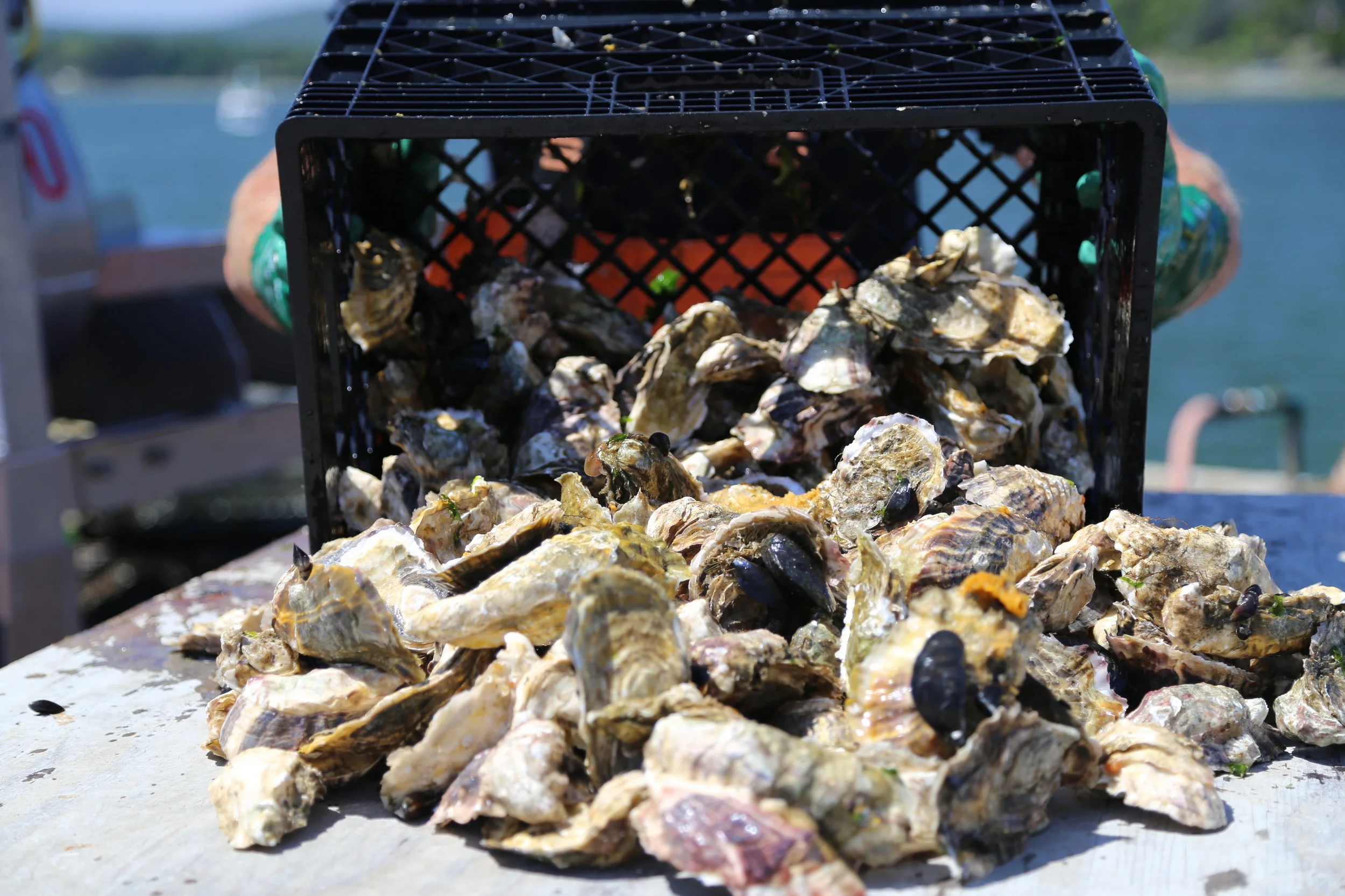 Westcott Bay Shellfish