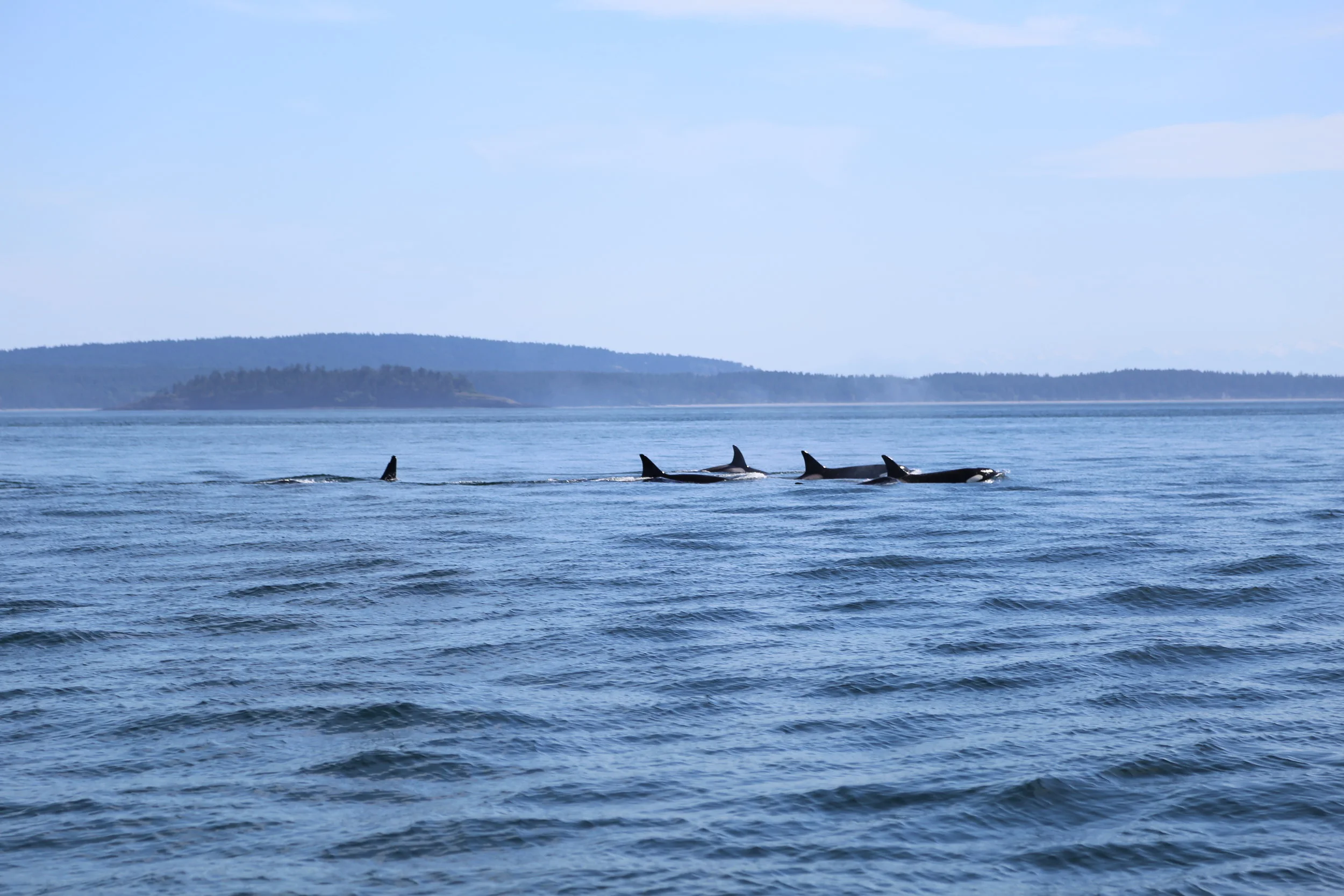 Whale watching with San Juan Safaris