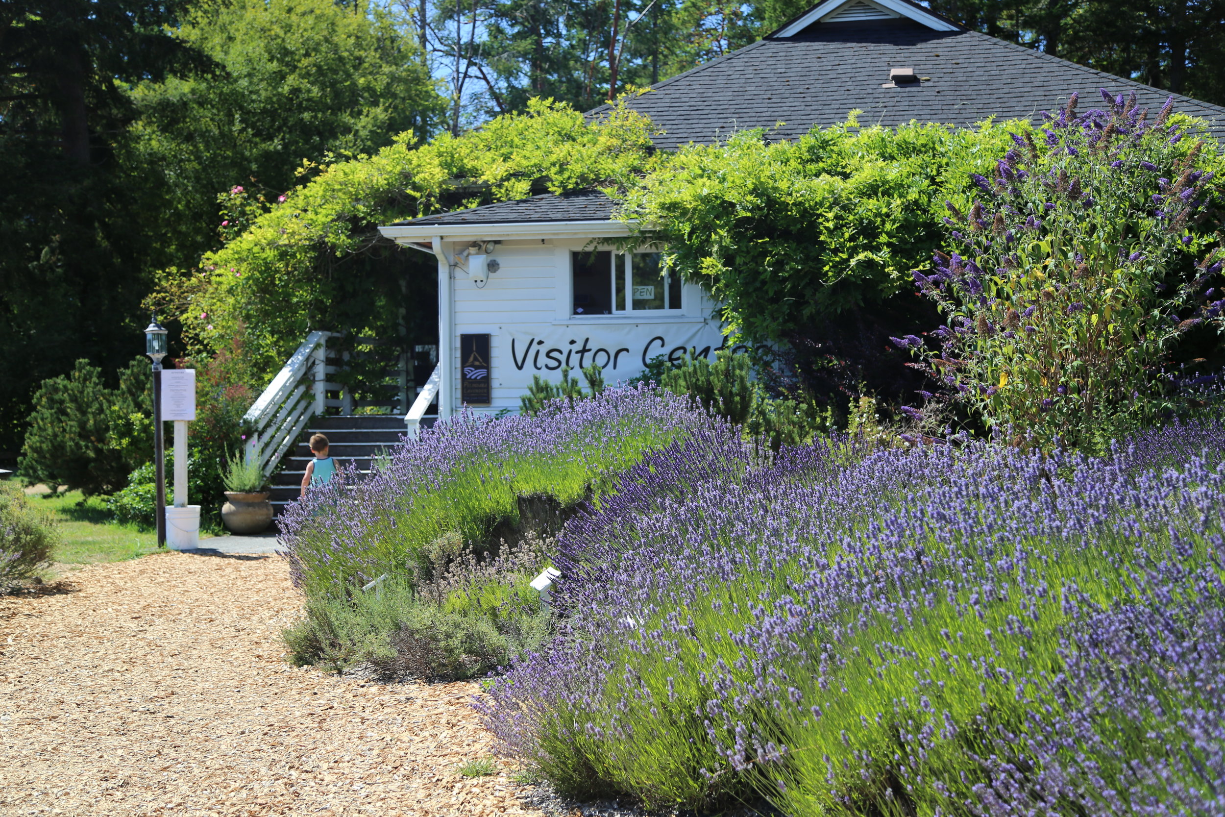 Pelindaba Lavender - All Natural Lavender Algae Inhibitor