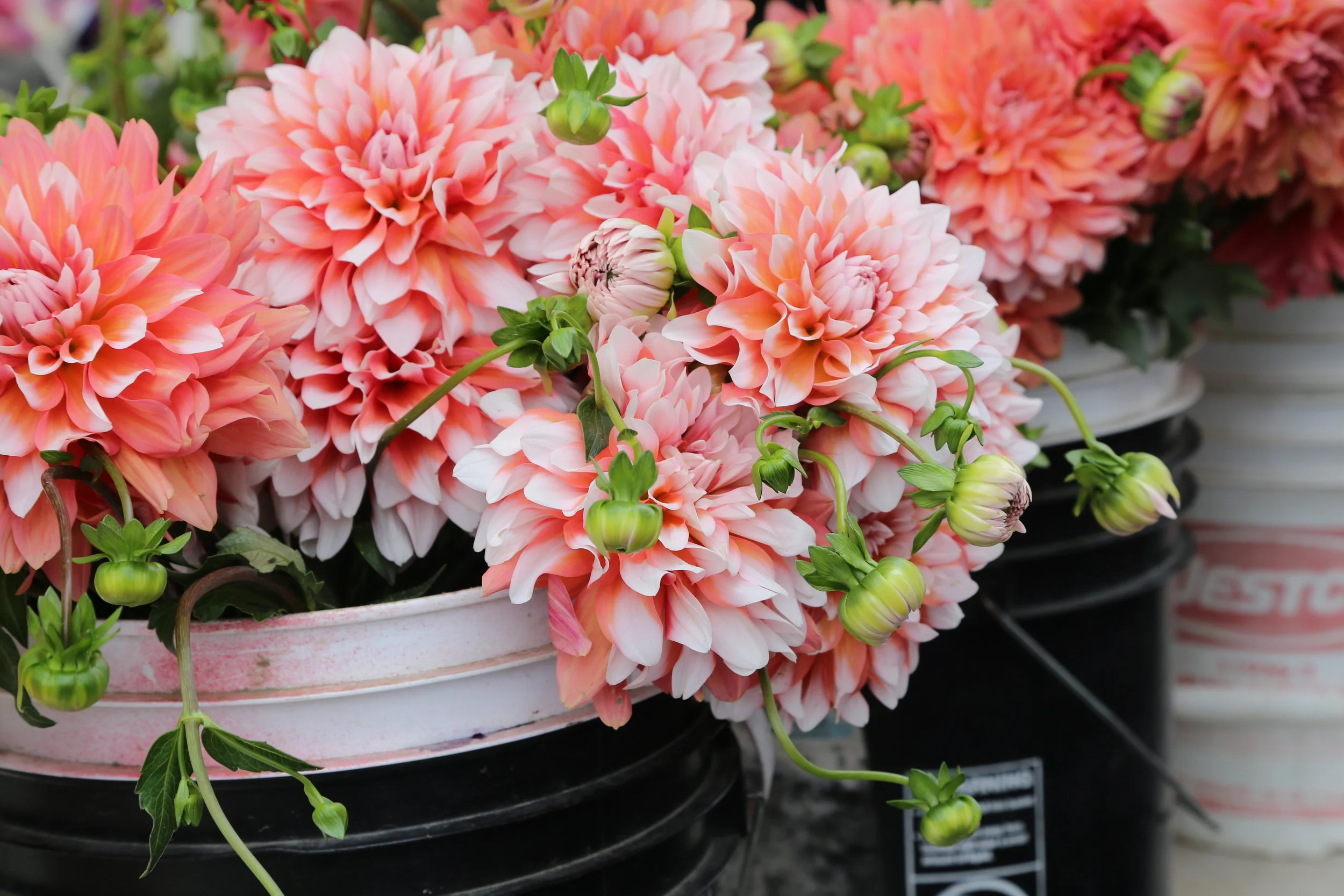 University District Farmer's Market