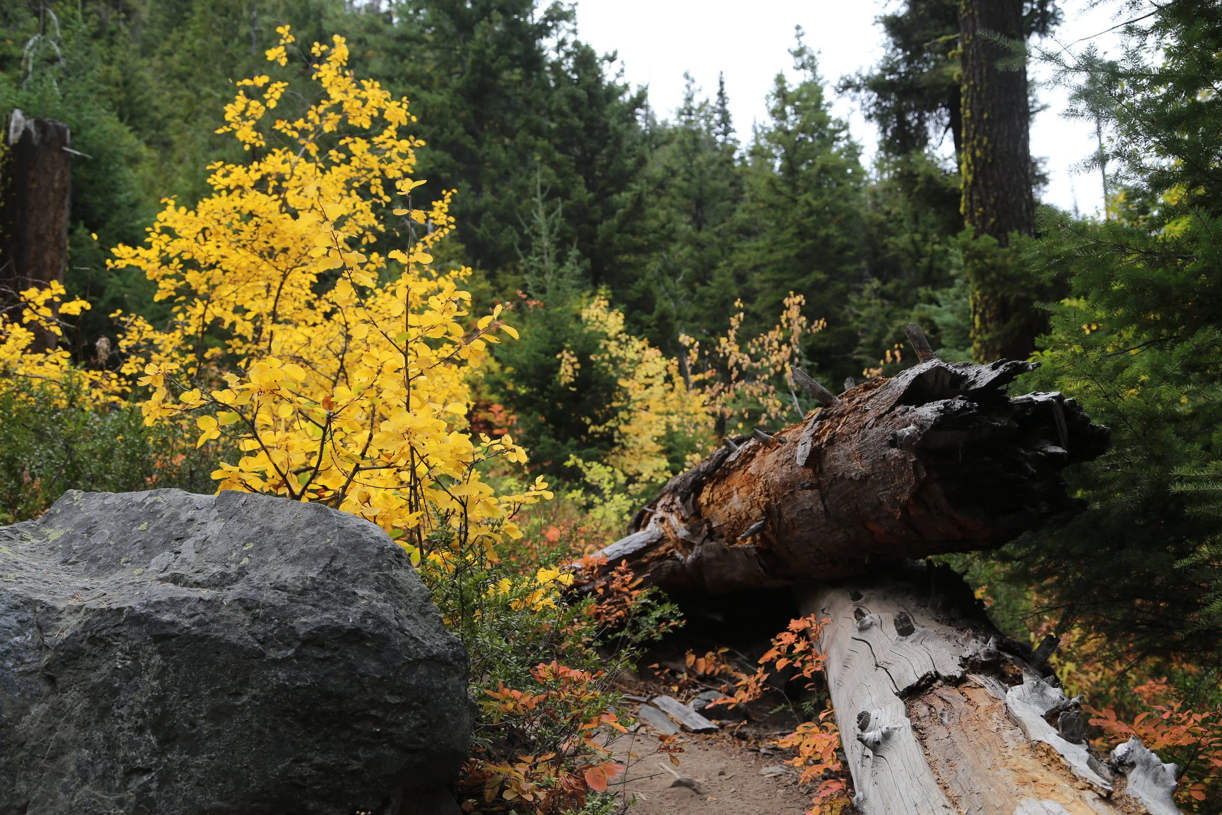 Out and About with Kids: Hike to Cedar Falls