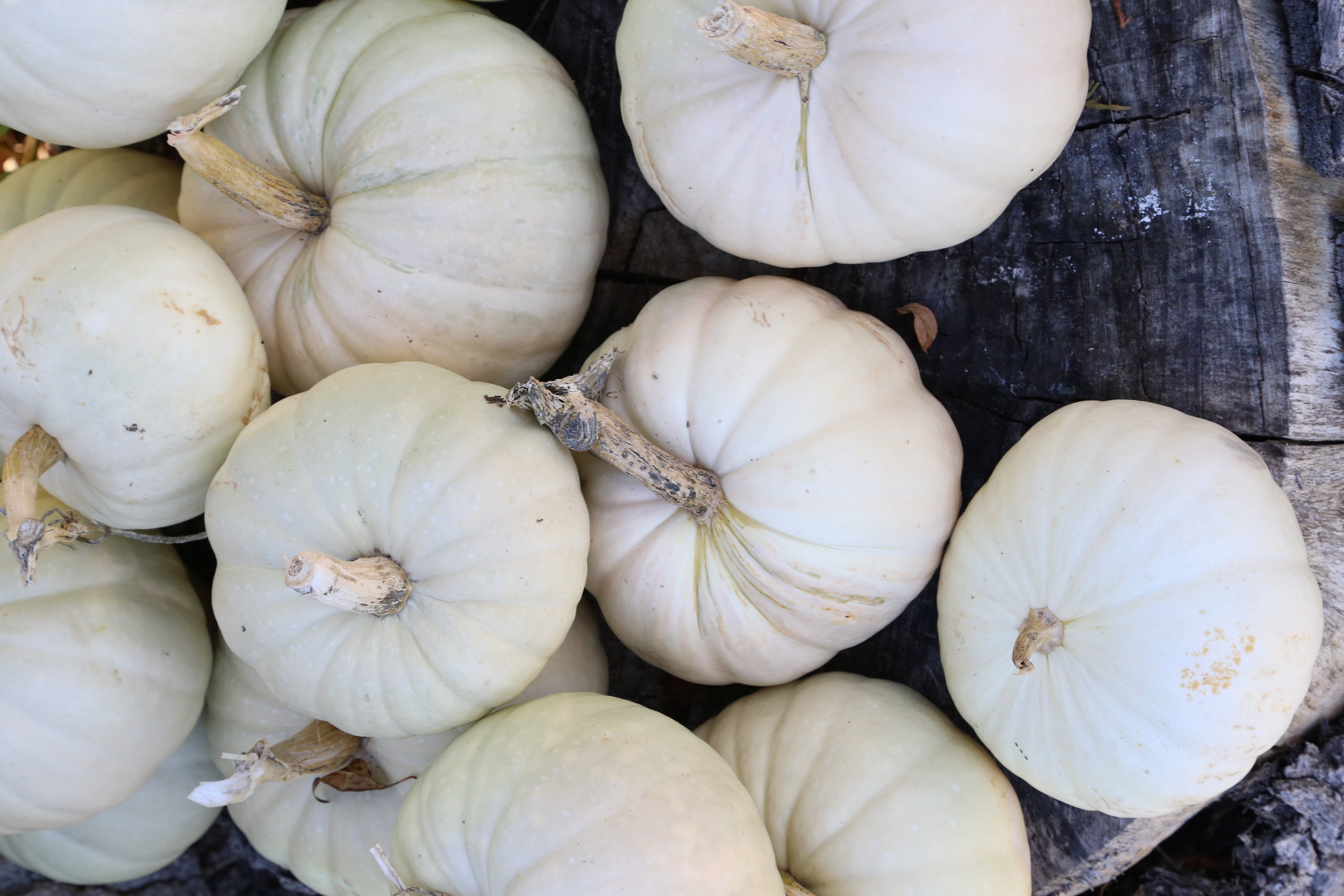 Our annual trip to Gordon Skagit