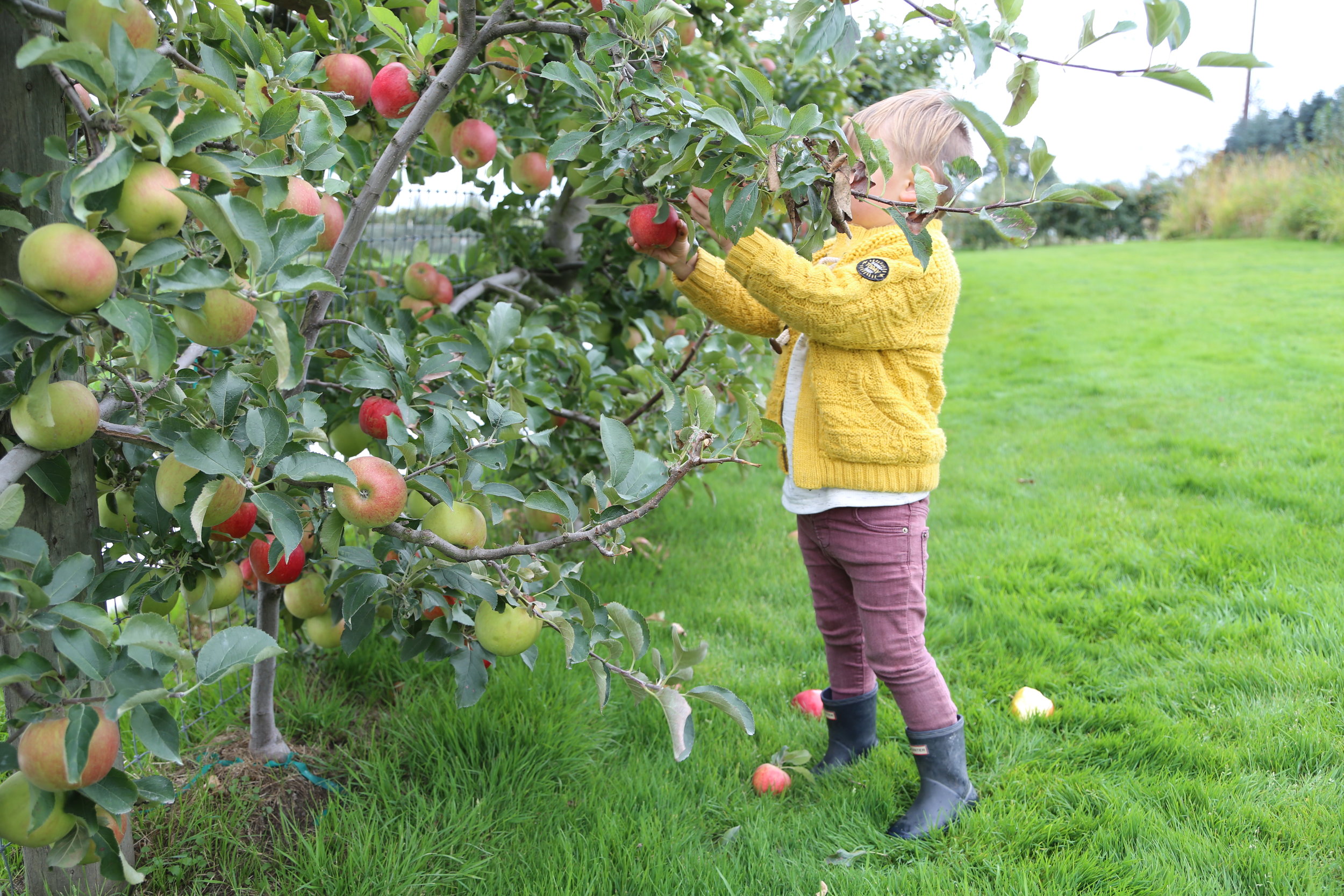 Apple picking at The Farm at Swan Trail