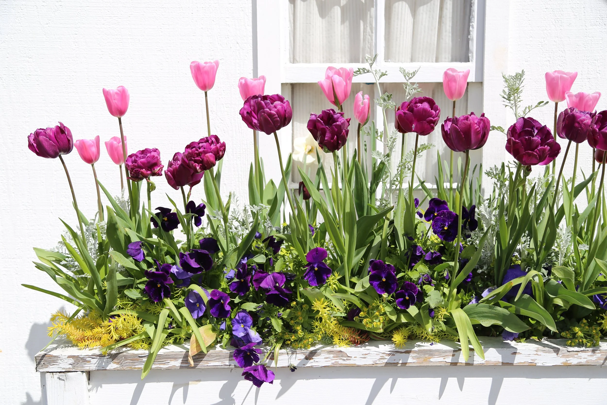 Spring in the San Juan Islands