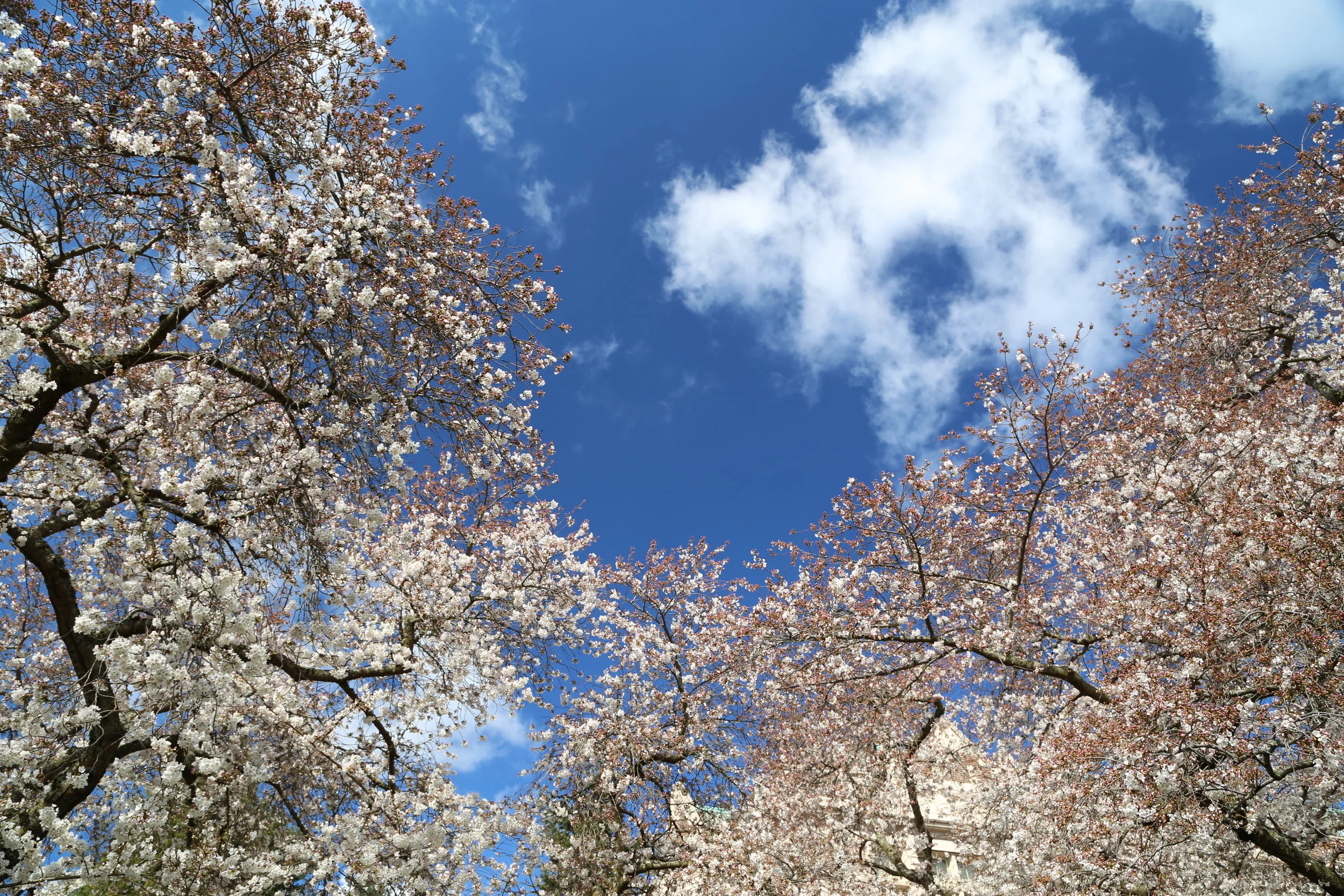 University of Washington cherry blossoms